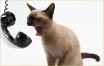 Cat-Contact-Phone.jpg