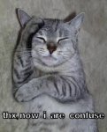 cat.jpg