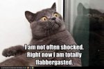 shocked-cat-85294712157.jpg
