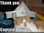 obvious-hat.jpg