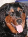 Golden Rott.jpg