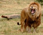 Lion-Robek-300x246.jpg