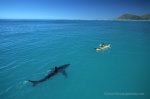White+Shark+KayakThomas+P.+Peschak.jpg