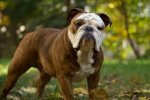 bulldog.jpg