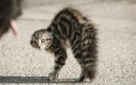 angry-cat.jpg