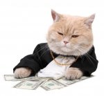 fat-cat-money.jpg