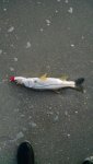 IMG_20160525_061948436.jpg