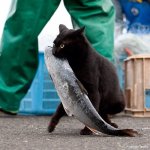 Cat-Sneaks-Away-With-A-Giant-Fish-It-Stole-From-A-Container.jpg