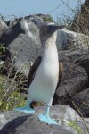 Blue-footed_Booby_(Sula_nebouxii)_-one_leg_raised.jpg