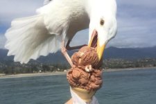 Bird cone.jpg