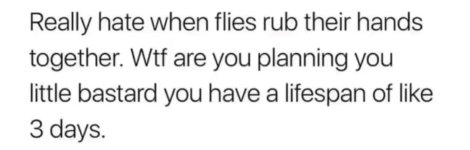 flies (2).jpg