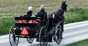 Amish buggy.jpg