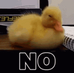 No Duck.gif