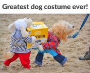 dog costume.jpg