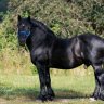 Percheron